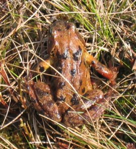Toad